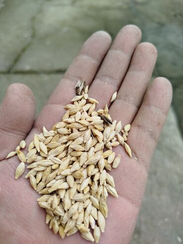 кукуруза в зерне: Семена и саженцы Ячменя, Самовывоз