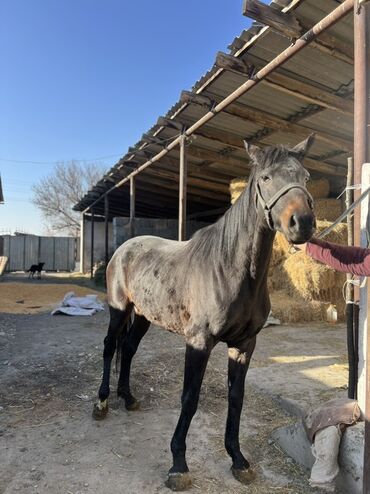 Лошади, кони: Продаю | Кобыла (самка) | Полукровка, Английская | Для разведения, Конный спорт | Племенные — 6