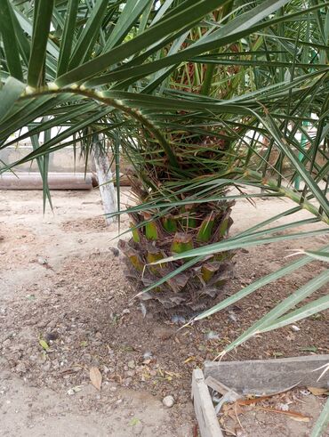 Ağaclar: Ağaclar — 5