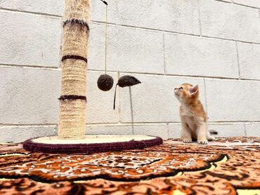 scottish fold qiyməti: Mavi Gözlü Britis Gold Şinsilla təmiz Qandir Dişi~ 1 aylıq Tualeta