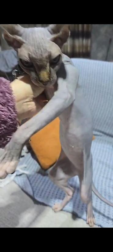 Pişiklər: Sfinks — 11