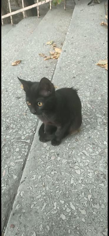 бесплатная стерилизация: Котята ищут дом! 🐱❤️ даром Котята живут на улице и очень нуждаются в — 5
