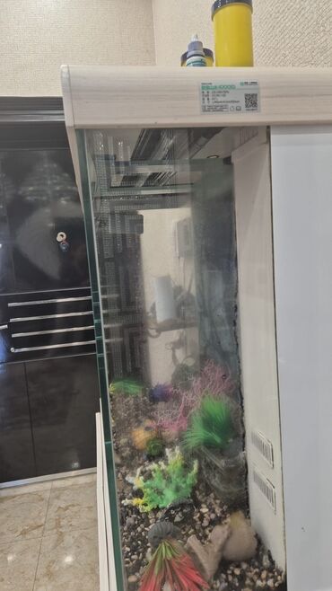 Akvariumlar: Akvarium-şkaf, 413 l, Ünvandan götürmə -da lalafo.az — 3 Akvariumlar: Akvarium-şkaf, 413 l, Ünvandan götürmə — 3