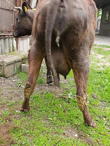 Коровы, быки: Продаю | Корова (самка) — 26