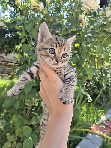 кошки сиамская: ‼️‼️Осталась только чёрная Котята домашние, помёт от одной кошки. На — 3