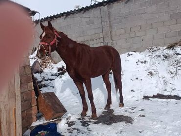 таза кандуу жылкылар: Сатам | Жылкы (эркек)