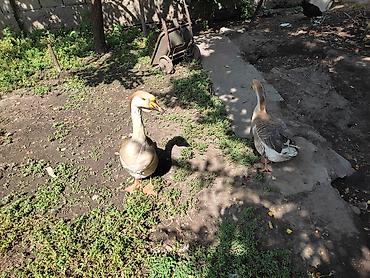 Другие с/х животные: Домашние гуси - Порода: линда+крупные серые (характерный «шишак» на — 5