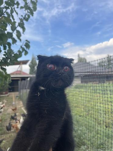 животные кошки: Шотландская вислоухая кошка (скоттиш-фолд) чёрного окраса. Это редкая — 2