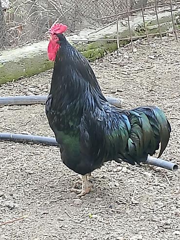 Птицы: Продаю Петушков — 6