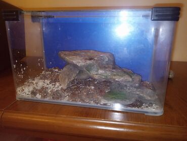 akvarium sifarişi: Dördbucaq akvarium, Boş, 5 l, Pulsuz çatdırılma