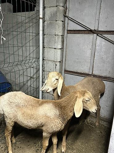 пшеница алексеевич: Продаю | Баран (самец) | Арашан | Для разведения | Племенные, Осеменитель — 5