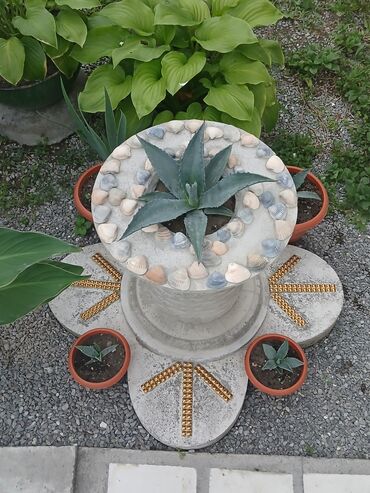 Otaq bitkiləri: Aqava bitkisi adi və decor qablarda(əl iṣi), müxtəlif olçüdə və — 4