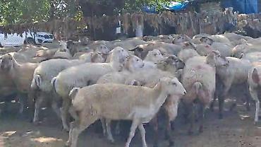 toyuq ucuz qiymete: QOYUNMUZ. SATILIR. QİYMƏTİ. 380. AZN. 1,2,3,4. QARIN. 600 BAŞ SORTU — 4