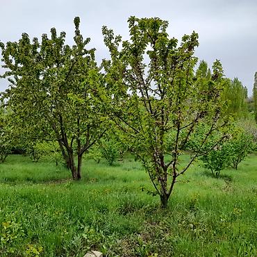 Meyvə və giləmeyvə: Qusarin kendi 10 km araligda panramali yerdi,tecili satlir — 5