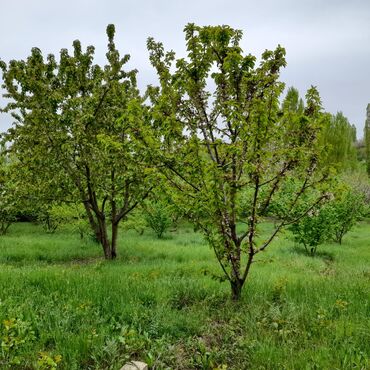 Torpaq sahələrinin satışı: 12 sot, Tikinti, Mülkiyyətçi, Bələdiyyə -da lalafo.az — 8 Torpaq sahələrinin satışı: 12 sot, Tikinti, Mülkiyyətçi, Bələdiyyə — 8