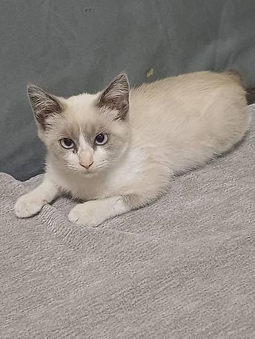 нужна кошка: Отдадим в хорошие руки 🤝 Котёнок активный и любопытный малыш. есть — 9