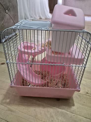 xoruz satlir: Hamster Satilir qefes qarisig 25azn — 2