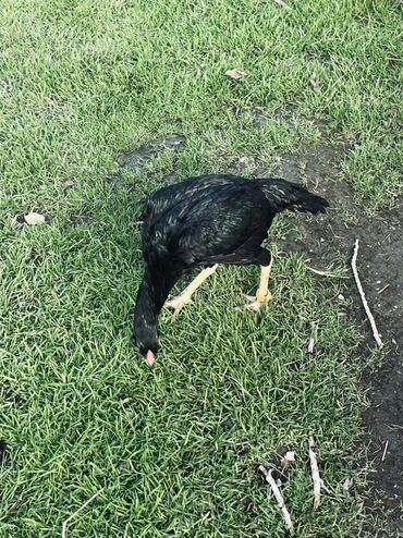 Toyuqlar: Toyuq, Damazlıq — 2