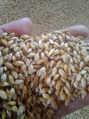 пшеница ячмень: Продаю ячмень арпа мешоктоп жуктоп берем только чалгыла
