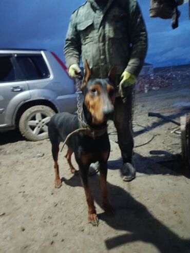 İtlər: Doberman, 2 il — 1