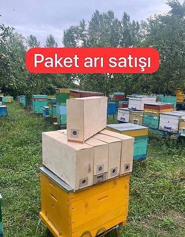 tebi bal: Paket arı satışı - İki ramkada bağlı toxum olur yuxarı hissəsində bal — 1
