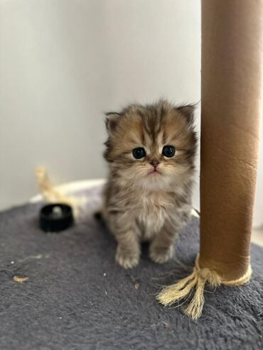 Pişiklər: Britan yastı qulaq, Erkək, Dişi — 5