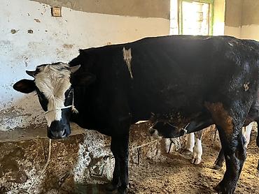 yerli qaz: Satılır: Qara-ağ rəngli inək - Məhsul növü: Mal-qara, inək - Rəng — 2