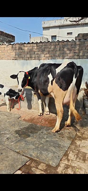 Inəklər, öküzlər: Holşteyn (qara-ağ) inək – buzovla birlikdə - Cins: Holşteyn, qara-ağ -da lalafo.az — 6 Inəklər, öküzlər: Holşteyn (qara-ağ) inək – buzovla birlikdə - Cins: Holşteyn, qara-ağ — 6