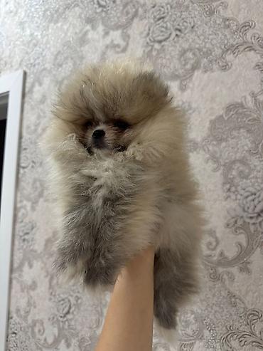 Pişiklər: Britan, Yaxşı əllərə — 10