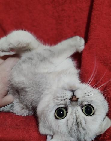 шатланские котята: Скотиш Страйт (Шотландская прямоухая), 2 года, Мальчик, Серебристая шиншилла, Приучена к лотку, Проглистована, С прививками — 3