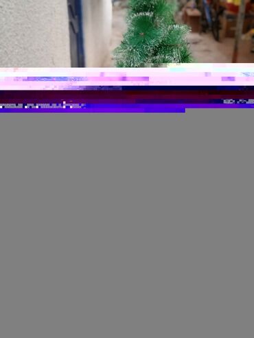 gobelek toxumu nece hazirlanir: Yolka sunu ağacı.təzə kimidi heçbir problemi yoxdu