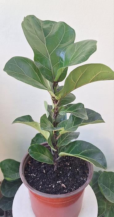 Фикусы: Фикус Лирата (Ficus lyrata) — декоративное комнатное растение с — 2