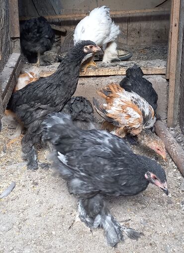 машины на продажу бишкек: Продаю | Цыплята | Брама