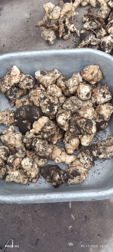 просроченный хлеб: Топинамбур (земляная груша), свежевыкопанные клубни. - Разнообразные