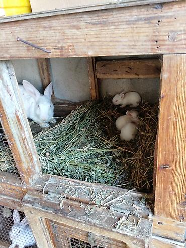 dovşan üçün qəfəs: Məhsul: Ev dovşanları (bir neçə fərqli rəng və naxışlarda) Təsvir: - — 4