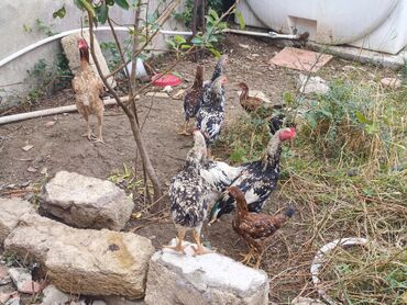 İtlər: Heyrati ve 40 pipiy qarışığ toyuğ cüce 8 aylığ 9 eded