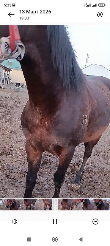 Лошади, кони: Продаю | Жеребец | Рабочий — 2