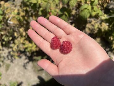 семена сладкой кукурузы: Семена и саженцы Малина, Самовывоз