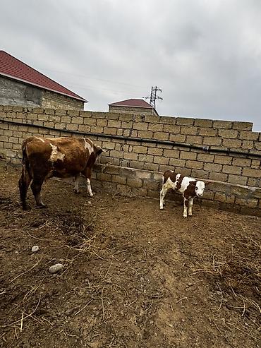 Inəklər, öküzlər: Simmental inək satılır. 27 günlük dişi balası var. 3-cü balasıdır — 4