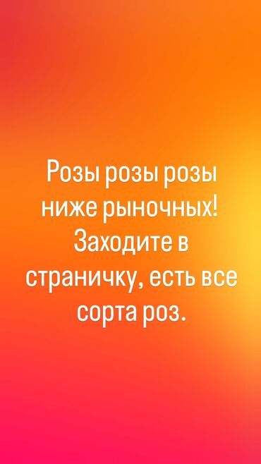 Бөлмө өсүмдүктөрү: Розы розы розы! цены ниже рыночных. розы, цветы букеты бишкек цветы