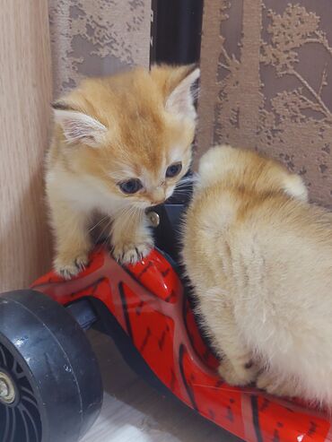 Pişiklər: Qızıl şinşilla, Erkək, Dişi, Yaxşı əllərə, Ünvandan götürmə -da lalafo.az — 9 Pişiklər: Qızıl şinşilla, Erkək, Dişi, Yaxşı əllərə, Ünvandan götürmə — 9