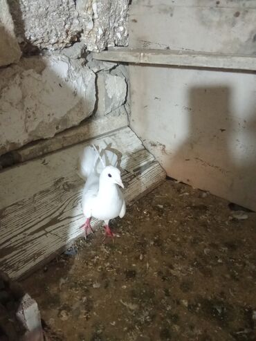 Göyərçinlər: Tam sağlam heyvanlardi tutulmalardi — 4