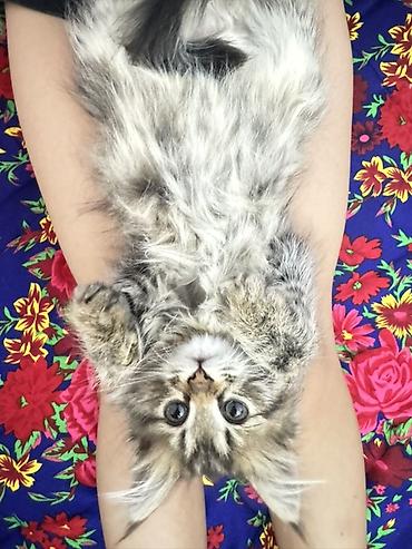 манчкины котята: Порода: котёнок с длинной пушистой шерстью, тигровый (серо-коричневый — 1