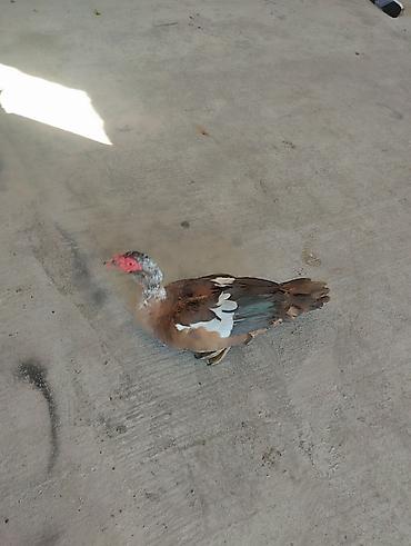 Erkək, | Lal ördək, Ətlik lalafo.az -da Erkək, | Lal ördək, Ətlik