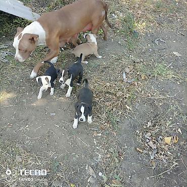 отдам даром охотничью собаку: Питбуль, 2 месяца, Самец, С родословной — 2