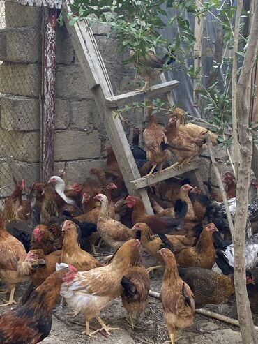 Digər quşlar: Salam sağlam kənd colpaları satılır öz həyətimin heyvanlarıdı sayı