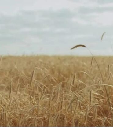 Torpaq sahələrinin satışı: Kənd təsərrüfatı -da lalafo.az — 10 Torpaq sahələrinin satışı: Kənd təsərrüfatı — 10