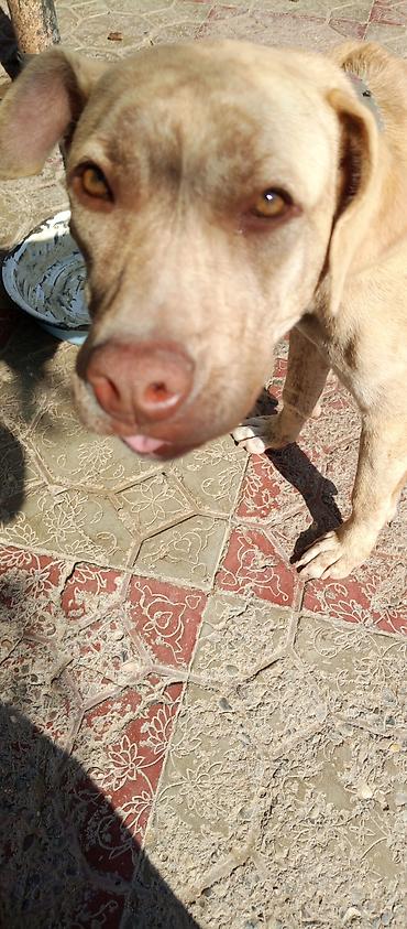 8 ayliq pitbull qiymet 100 razlasmq olar lalafo.az -da 8 ayliq pitbull qiymet 100 razlasmq olar