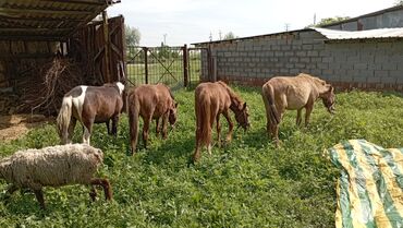 животные коровы: Продаю | Конь (самец), Жеребец | Для разведения, Конный спорт
