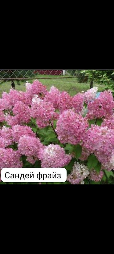 регулятор: Саженцы — 10
